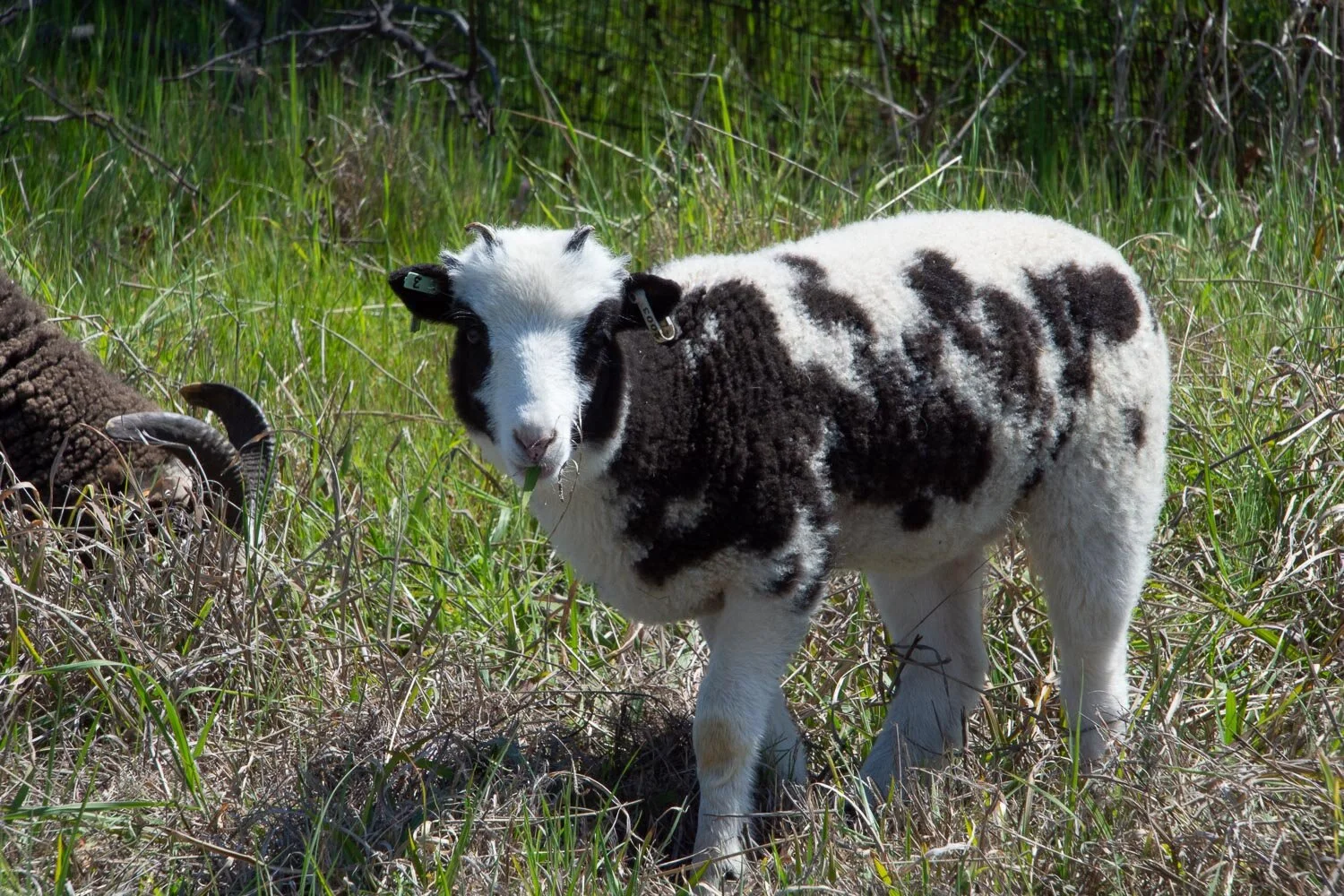 Lamb Update — Meridian Jacobs